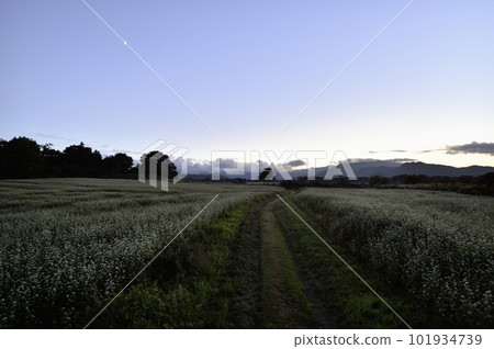 Buckwheat field in Hijiori Buckwheat field in Hijiori 101934739