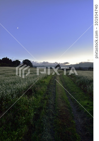 Buckwheat field in Hijiori 101934740