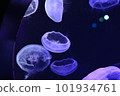 Jellyfish Umino-Mori Aquarium 101934761