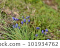 Orlymuscari 101934762