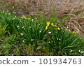snowflake and daffodil 101934763
