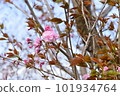 SATO ZAKURA 101934764