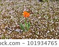 Carpet of tulips and cherry blossoms 101934765