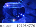 jellyfish 101934770