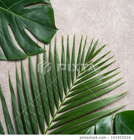 Tropic leaf background tropical foliage Tropic leaf background tropical foliage 101935016