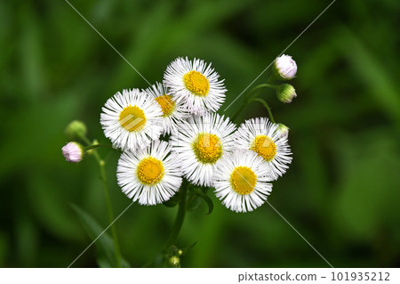 Haruzion (Haru Shion) 101935212