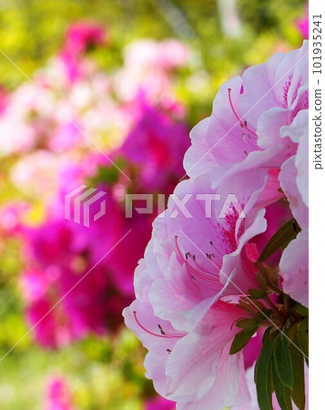Close-up of shaded pink azaleas (Kanda Park in spring '23) Close-up of shaded pink azaleas (Kanda Park in spring '23) 101935241