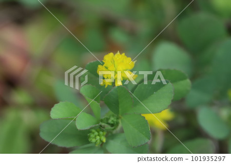開花在春天領域的小黃色三葉草花 101935297