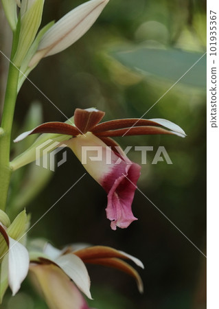 天然植物：南蘭科蘭科植物。萼片和側花瓣外側為白色，內側為紅紫色。 101935367