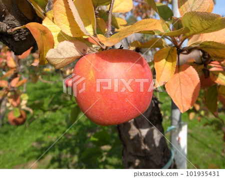 接近收穫的彩色蘋果[北斗] 101935431