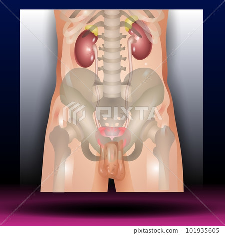 Male Genitourinary system consists of the kidneys, ureters, bladder, urethra and sex organs. reproductive and urinary system. Human silhouette. Vector Illustration. 101935605