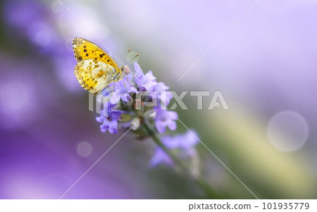 Yellow Butterfly on Blossoming Lavender flower close-up. 101935779