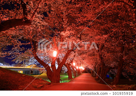 夜晚的櫻花燈火通明 101935919