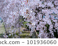 A half-timbered road along the Kamo River. beautiful weeping cherry 101936060