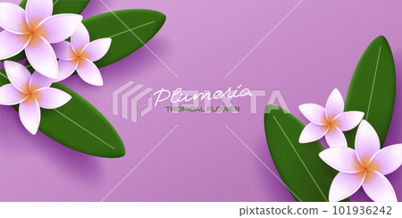 Vector illustration of exotic frangipani flower and leaves, spa promo banner template, tropical resort Vector illustration of exotic frangipani flower and leaves, spa promo banner template, tropical resort 101936242