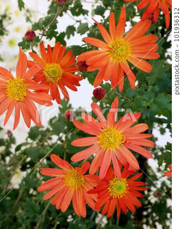 朱紅色菊花 101936312