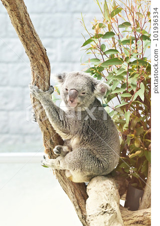 考拉爬樹 可愛的動物考拉和桉樹葉 101936334