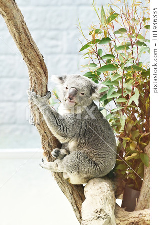 考拉爬樹 可愛的動物考拉和桉樹葉 考拉爬樹 可愛的動物考拉和桉樹葉 101936335