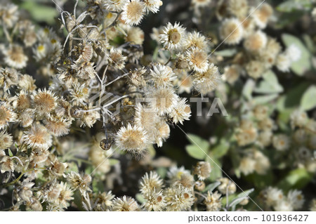 Everlasting Summer Snow 101936427