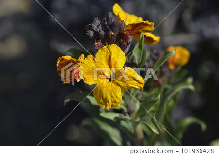 Wallflower 101936428