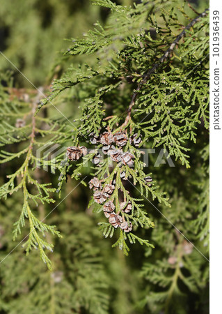 False cypress False cypress 101936439