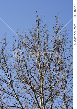 London plane 101936443