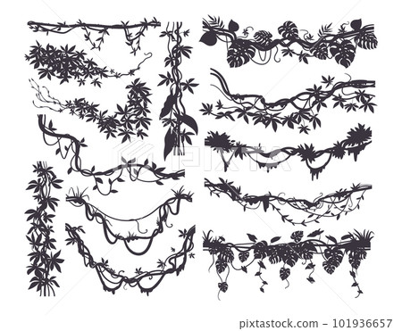 Jungle creeper silhouettes. Tropical forest lianas, rainforest hanging sprouts. Climbing liana vines flat vector illustration set 101936657