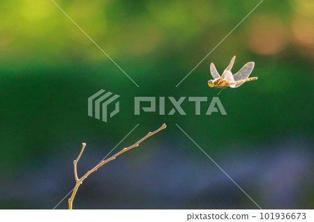 Sympetrum frequens, a dragonfly insect that represents autumn that begins to fly from summer Sympetrum frequens, a dragonfly insect that represents autumn that begins to fly from summer 101936673