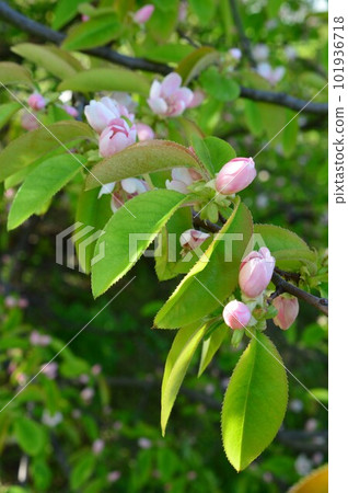 日本木瓜(木瓜,花棕櫚,梧桐樹)花 日本木瓜(木瓜,花棕櫚,梧桐樹)花 101936718