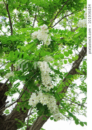 Black locust (Acacia locust) Black locust (Acacia locust) 101936834