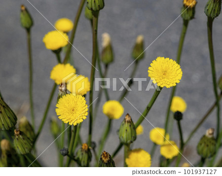 Yellow flowers of Himebutana growing on the roadside 101937127