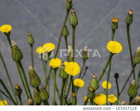 生長在路邊的Himebutana黃色花 生長在路邊的Himebutana黃色花 101937128