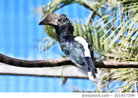 銀頰犀鳥銀頰犀鳥 銀頰犀鳥銀頰犀鳥 101937399