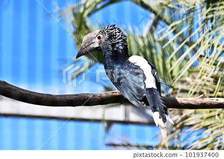 銀頰犀鳥銀頰犀鳥 銀頰犀鳥銀頰犀鳥 101937400
