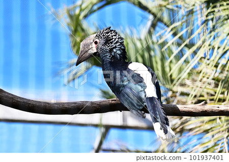 銀頰犀鳥銀頰犀鳥 銀頰犀鳥銀頰犀鳥 101937401