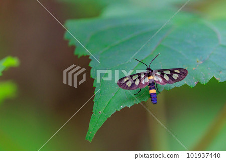 Kanokoga is called by this name because it has a fawn pattern on its wings. Kanokoga is called by this name because it has a fawn pattern on its wings. 101937440