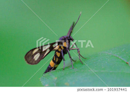 Kanokoga is called by this name because it has a fawn pattern on its wings. Kanokoga is called by this name because it has a fawn pattern on its wings. 101937441