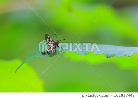 Kanokoga is called by this name because it has a fawn pattern on its wings. Kanokoga is called by this name because it has a fawn pattern on its wings. 101937442