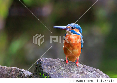 Ruri-colored popular kingfisher Ruri-colored popular kingfisher 101937518