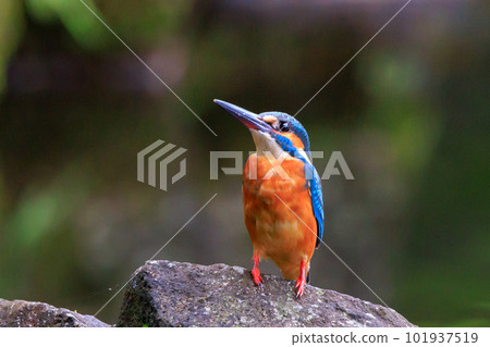 Ruri-colored popular kingfisher 101937519