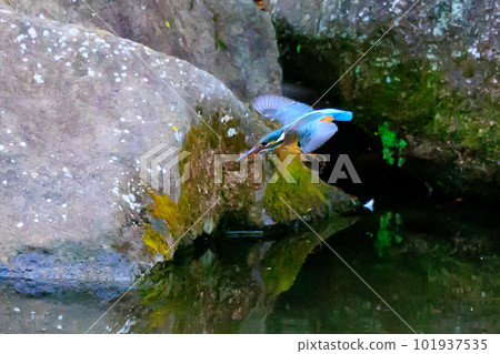 琉璃色的流行翠鳥 101937535