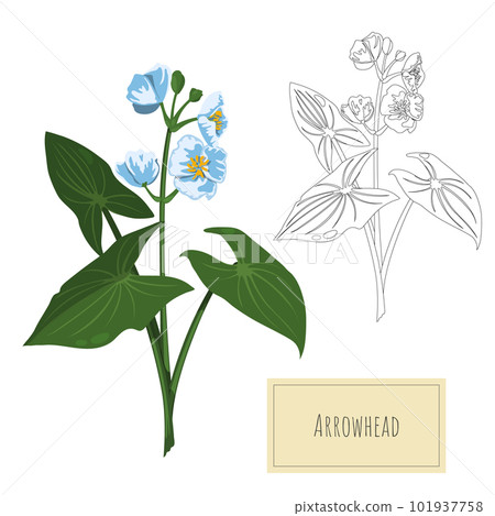 Isolated river plant. Cartoon drawing of aquatic herb. Water grass outline art. Contour floristic object. Arrowhead clipart Isolated river plant. Cartoon drawing of aquatic herb. Water grass outline art. Contour floristic object. Arrowhead clipart 101937758