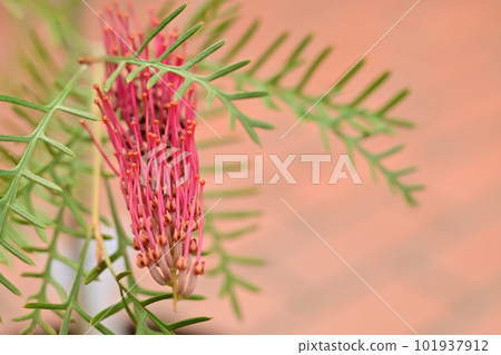 Grevillea Red Fuchs（山龍眼科）的花 101937912