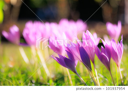 Colchicum, also known as dog saffron Colchicum, also known as dog saffron 101937954