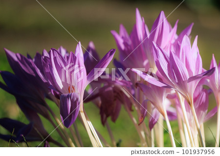 秋水仙,也被稱為狗藏紅花 秋水仙,也被稱為狗藏紅花 101937956