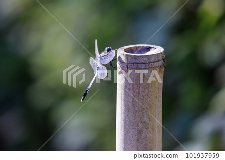 Two-tone familiar dragonfly Shiokara dragonfly 101937959