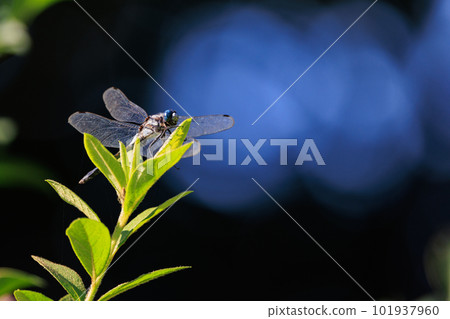 Two-tone familiar dragonfly Shiokara dragonfly 101937960