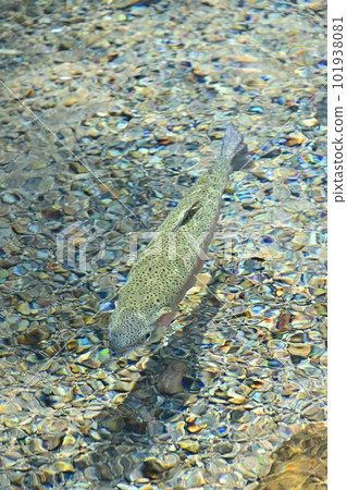 Amano Manai rainbow trout Amano Manai rainbow trout 101938081
