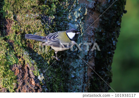 Familiar wild bird great tit with a cute chest tie 101938117