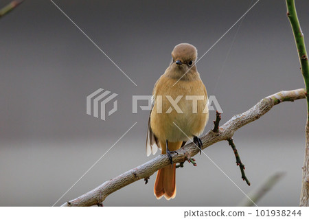 Adorable winter bird Daurian Redstart female Adorable winter bird Daurian Redstart female 101938244